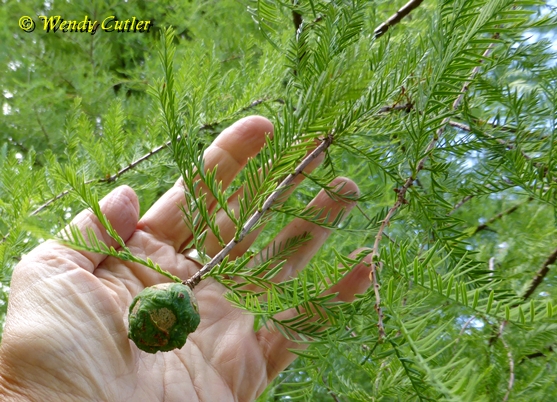 {Taxodium distichum}